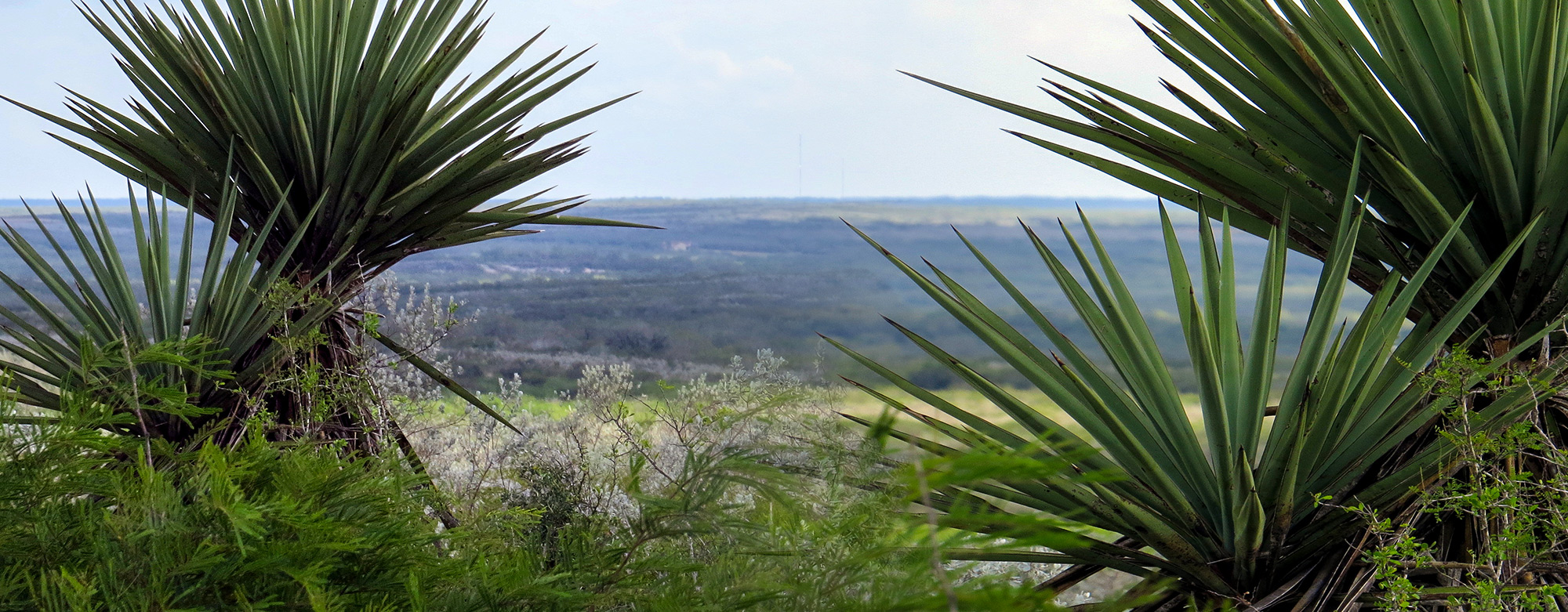 Southern Texas Land Image